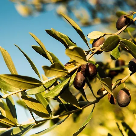 בית נופש Casa Gardenia טוסקולנו מדרנו